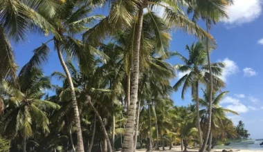 cover-las-terrenas-beach